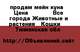 продам мейн куна › Цена ­ 15 000 - Все города Животные и растения » Кошки   . Тюменская обл.